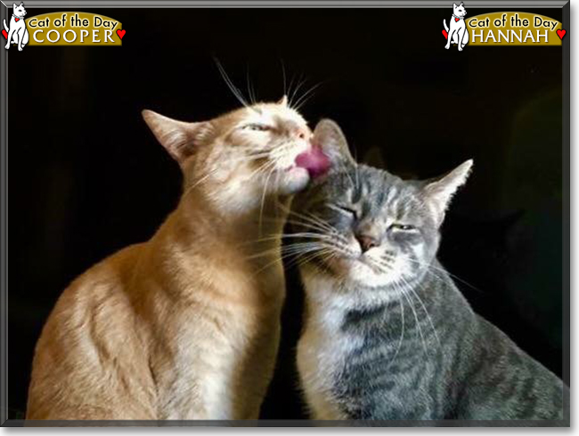 Cooper and Hannah the Tabby Cats, the Cat of the Day
