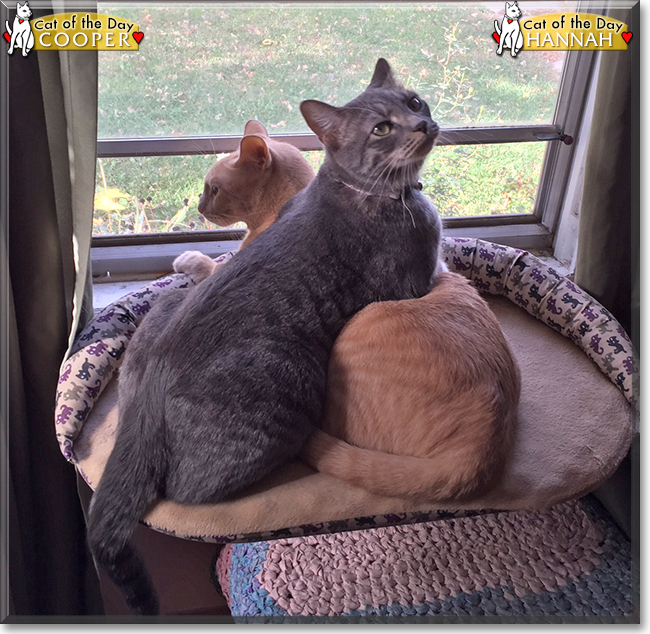 Cooper and Hannah the Tabby Cats, the Cat of the Day