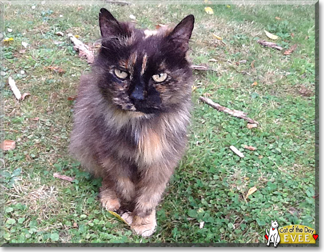 Evee the Long-haired tortoiseshell, the Cat of the Day