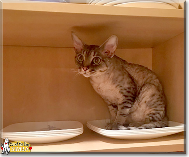 Simba the Devon Rex, the Cat of the Day