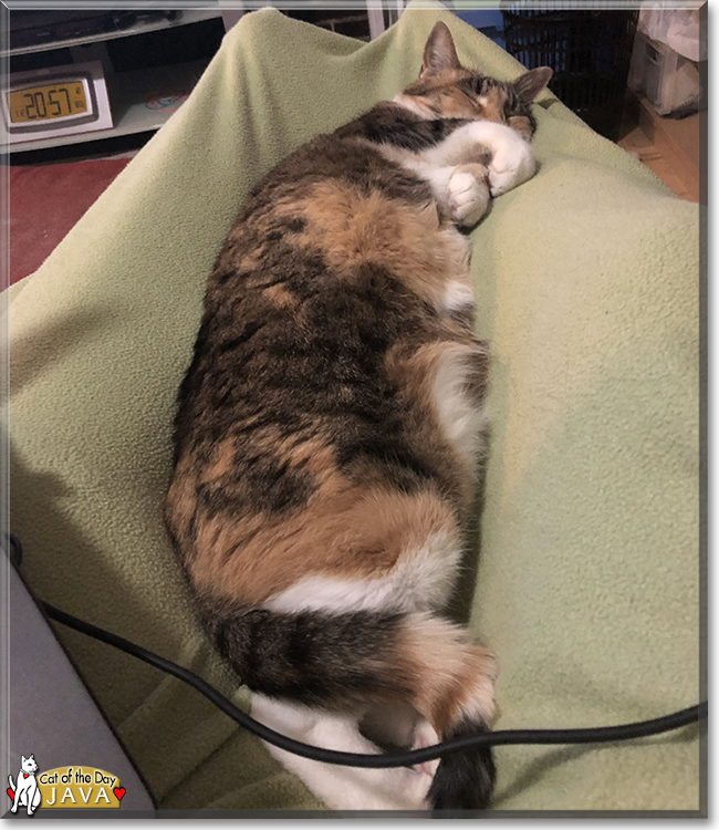 Java the Calico Moggie, the Cat of the Day