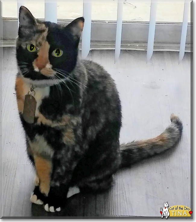 Tina the Tortoiseshell Shorthair, the Cat of the Day