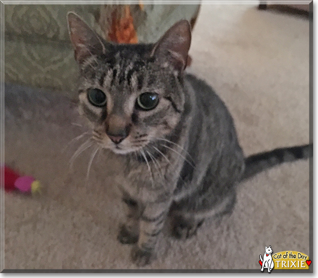 Trixie the Domestic Shorthair Tabby, the Cat of the Day