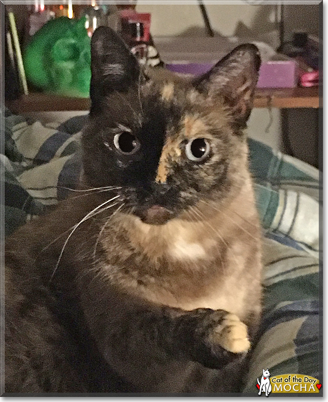 Mocha the Siamese, Calico mix, the Cat of the Day