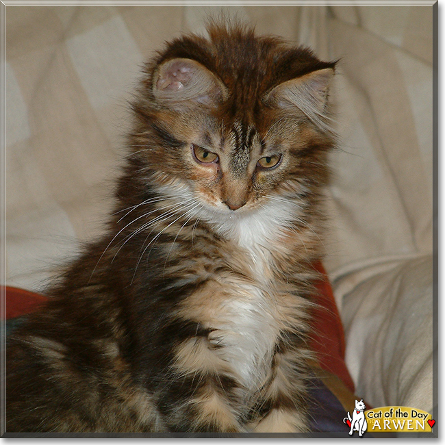 Arwen the Maine Coon, the Cat of the Day