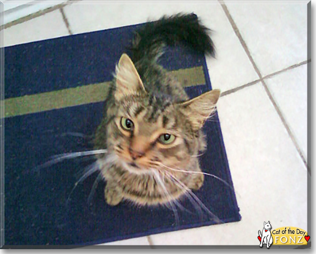 Fonz the Longhair Tabby, the Cat of the Day