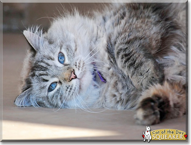 Squeaker the Longhair mix, the Cat of the Day