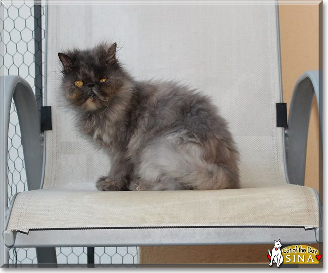 Sina the Persian, the Cat of the Day