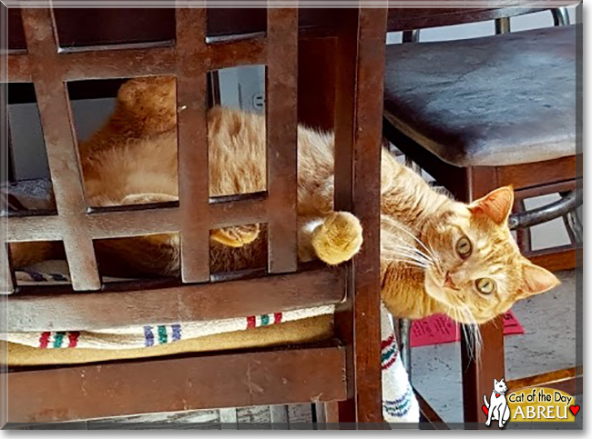 Abreu the Orange Tabby, the Cat of the Day