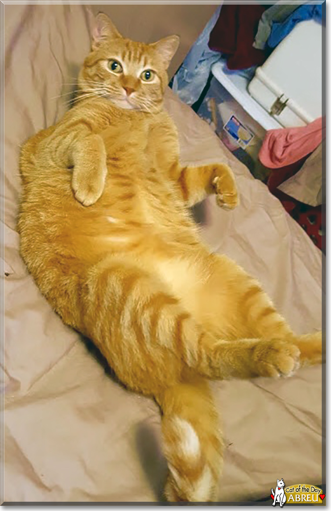 Abreu the Orange Tabby, the Cat of the Day