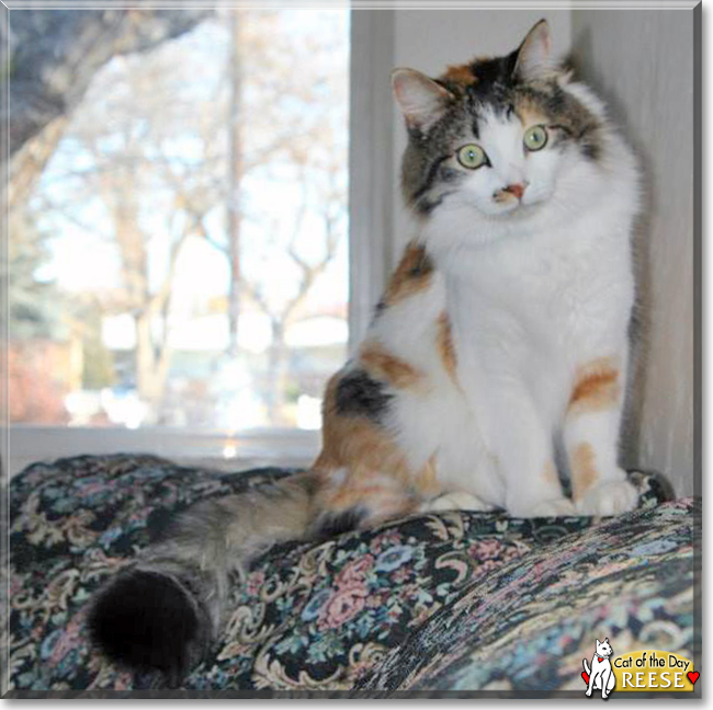 Reese the Turkish Van mix, the Cat of the Day