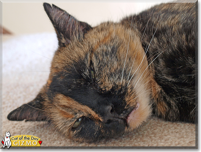 Gizmo the Tortoiseshell Shorthair, the Cat of the Day