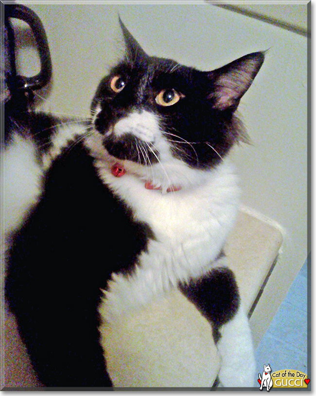 Gucci the Tuxedo Longhair, the Cat of the Day