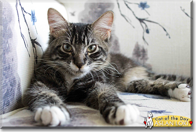 Aslan Loki the Tabby mix, the Cat of the Day