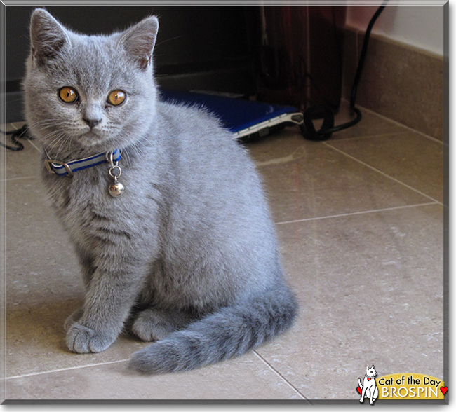Brospin the British Shorthair, the Cat of the Day