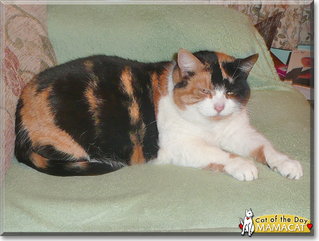 Momcat the Calico, the Cat of the Day