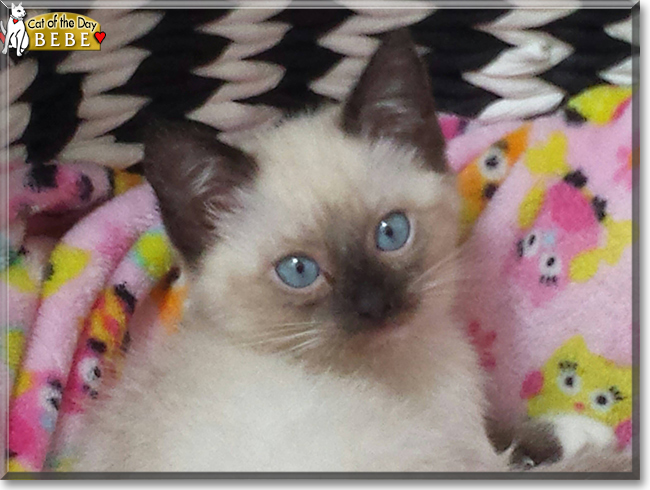 Bebe the Seal Point Siamese mix, the Cat of the Day