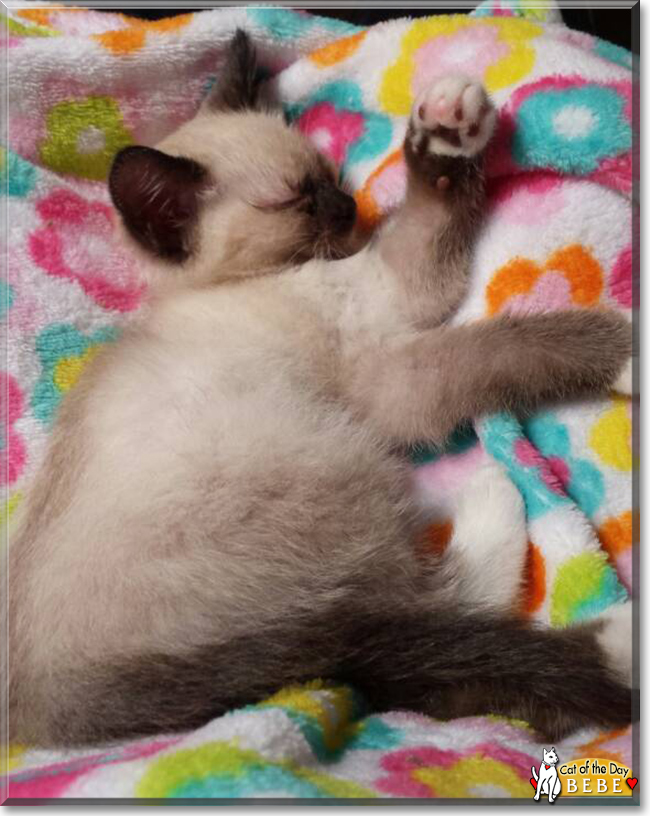 Bebe the Seal Point Siamese mix, the Cat of the Day