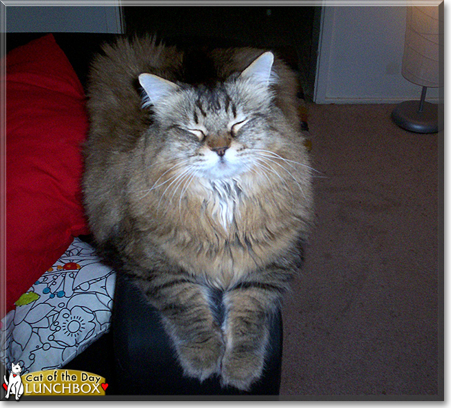 Lunchbox the Maine Coon, the Cat of the Day