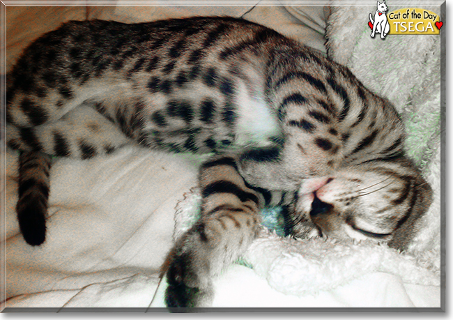 Tsega the Bengal, the Cat of the Day