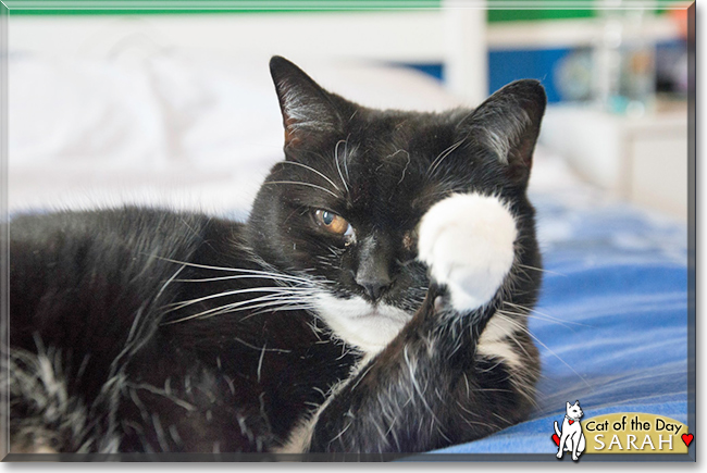 Sarah the Tuxedo Cat, the Cat of the Day