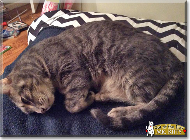 Mr. Kitty the American Grey Tabby, the Cat of the Day