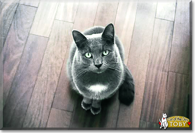 Toby the Russian Blue mix, the Cat of the Day