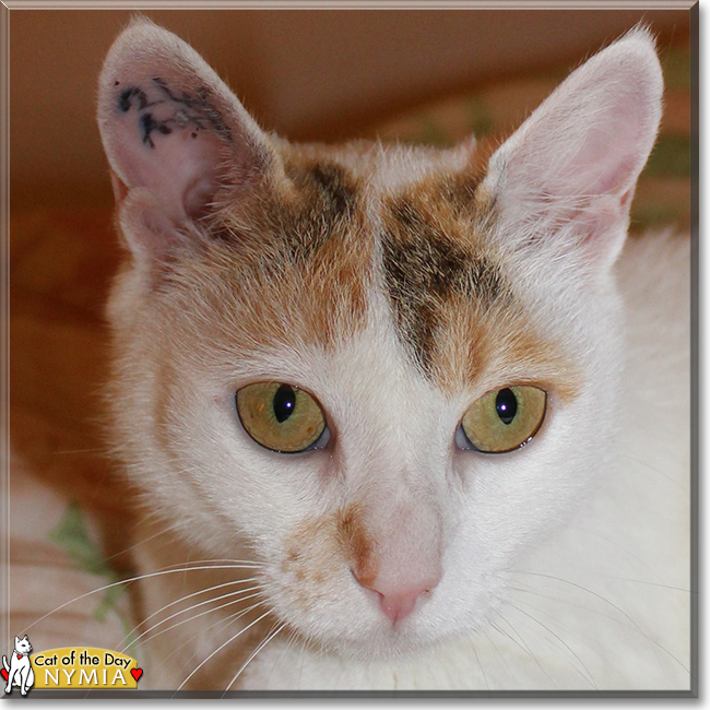 Nymia the Oriental Calico, the Cat of the Day