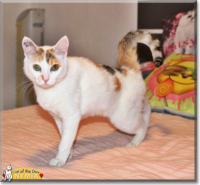Nymia the Oriental Calico, the Cat of the Day