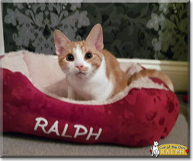 Ralph the Tabby and White Shorthair, the Cat of the Day