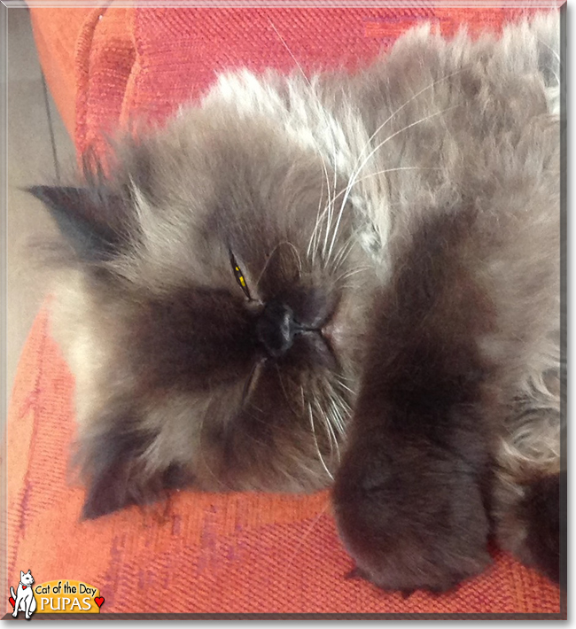 Pupas the Persian, the Cat of the Day
