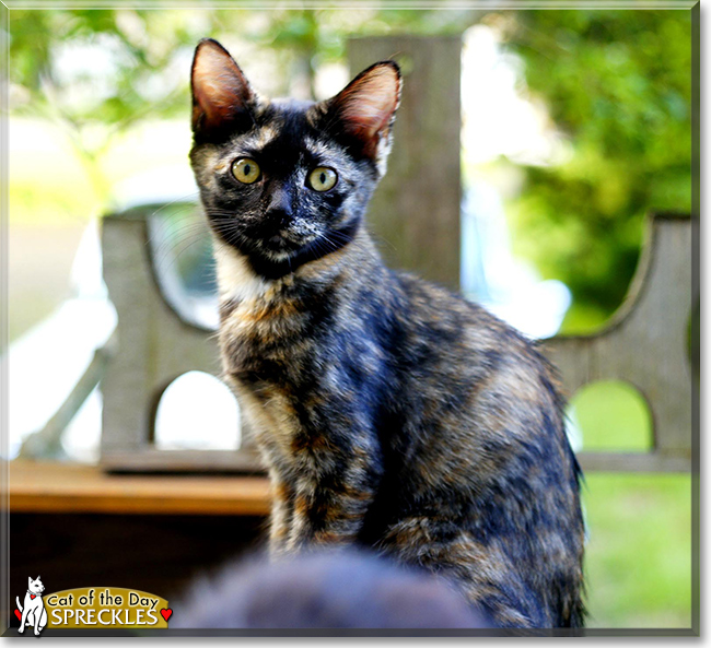 Spreckles the Tortoiseshell, the Cat of the Day