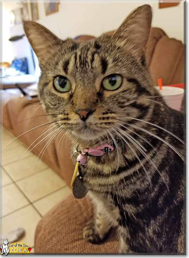Zola the Domestic Shorthair Tabby, the Cat of the Day