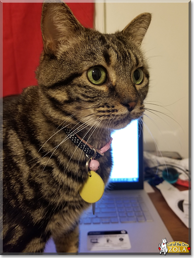 Zola the Domestic Shorthair Tabby, the Cat of the Day