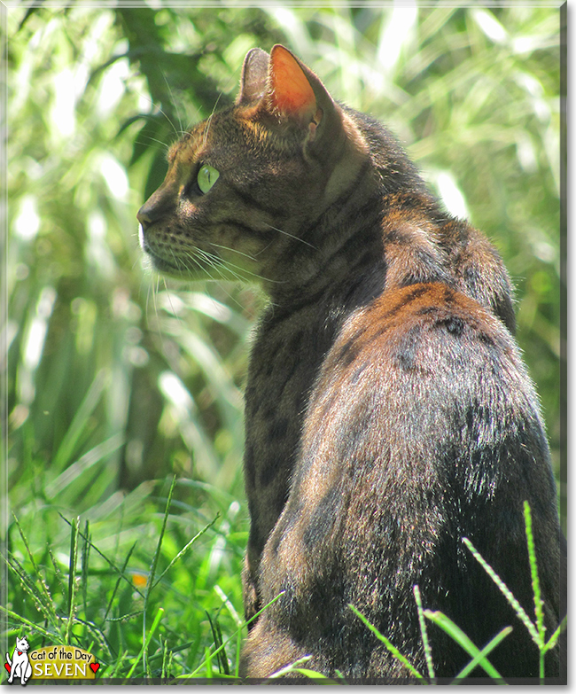 Seven the Bengal , the Cat of the Day