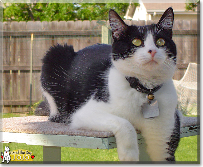 Jo Jo the American Shorthair , the Cat of the Day
