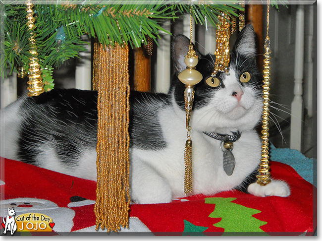 Jo Jo the American Shorthair, the Cat of the Day