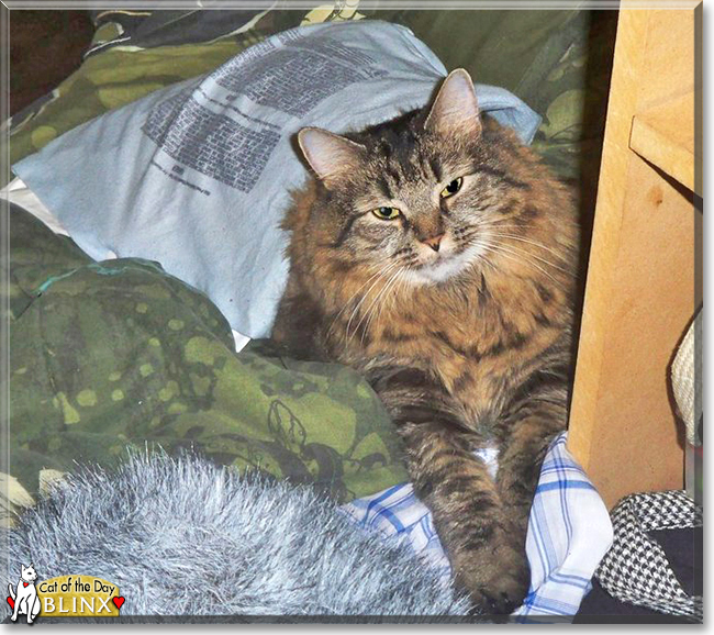 Blinx the Maine Coon, the Cat of the Day