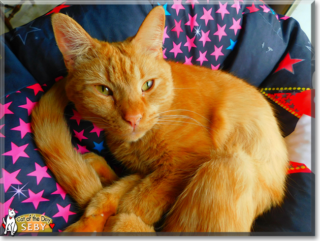Seby the Orange Tabby, the Cat of the Day
