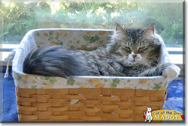 Maddy the Maine Coon Tabby mix, the Cat of the Day