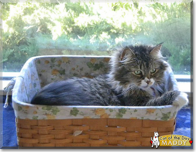 Maddy the Maine Coon Tabby mix, the Cat of the Day