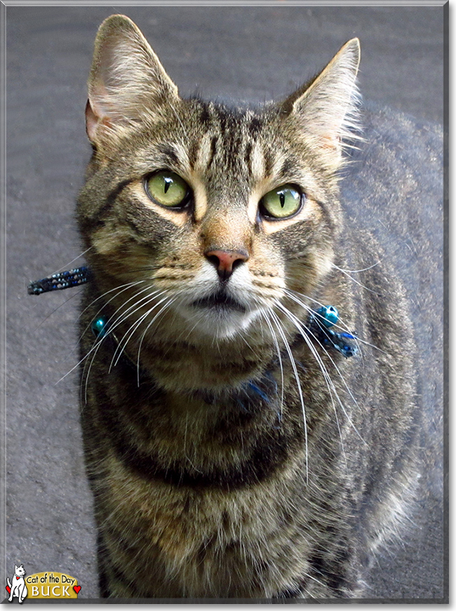 Buck the American Tabby Cat, the Cat of the Day