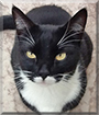 Domino the Tuxedo Cat