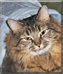 Blinx the Maine Coon