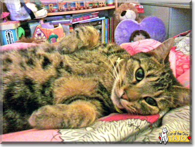 Tajo the Brown Tabby, the Cat of the Day