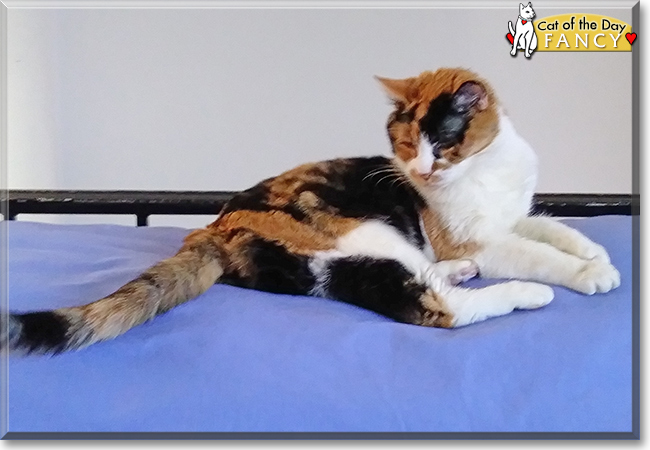 Fancy the Calico, the Cat of the Day