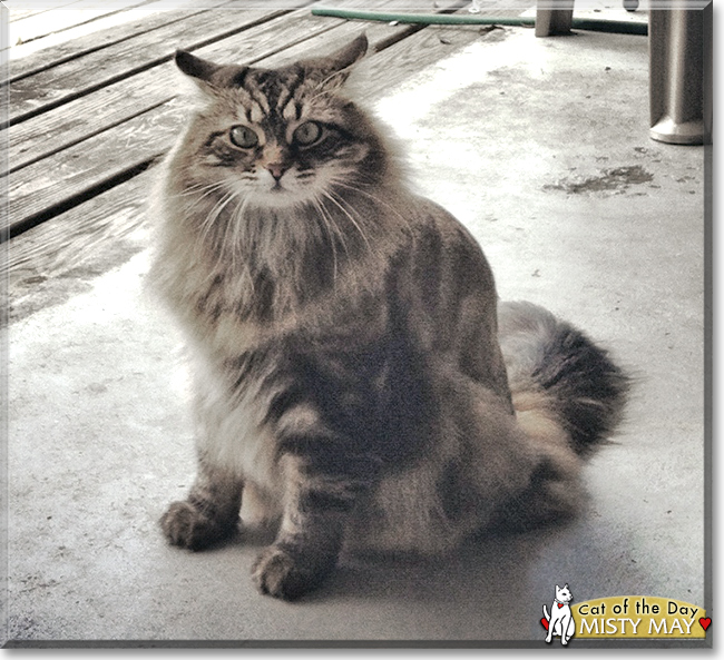 Misty May the Maine Coon, the Cat of the Day