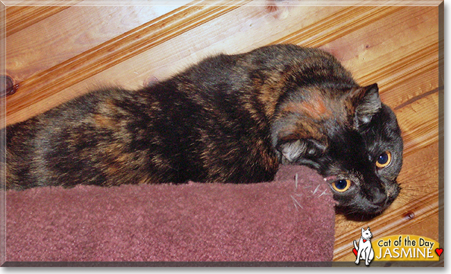Jasmine the Tortoiseshell Shorthair, the Cat of the Day