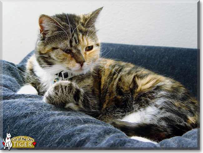Tiger the Tabby, Calico mix, the Cat of the Day