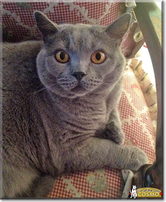Cosmo the British Blue, the Cat of the Day